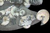 Gorgeous, Tall Iridescent Ammonite Cluster - Russia #78535-3